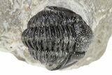 Detailed Gerastos Trilobite Fossil - Morocco #242768-2